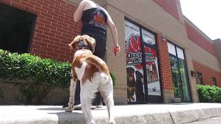 Brittany Spaniel Beauregard l Incredible Obedience l Dog Training Hampton Roads