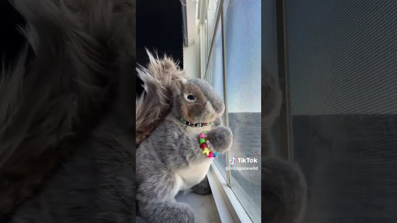 Nibs Dancing Tiktok Squirrel - Cryptocurrency Memecoins Part 9