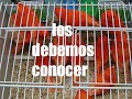 LOS 3 MEJORES MOMENTOS DEL AÑO PARA COMPRAR PÁJAROS