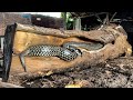 Million Dollar Wood ‼️ Why Big Slab Sawmilling Is a Booming Industry!