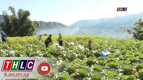 Nông dân thu gần 1.100 tỷ đồng từ trồng rau | THLC