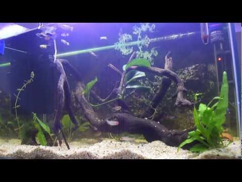 how to clean a fish tank (tropical)