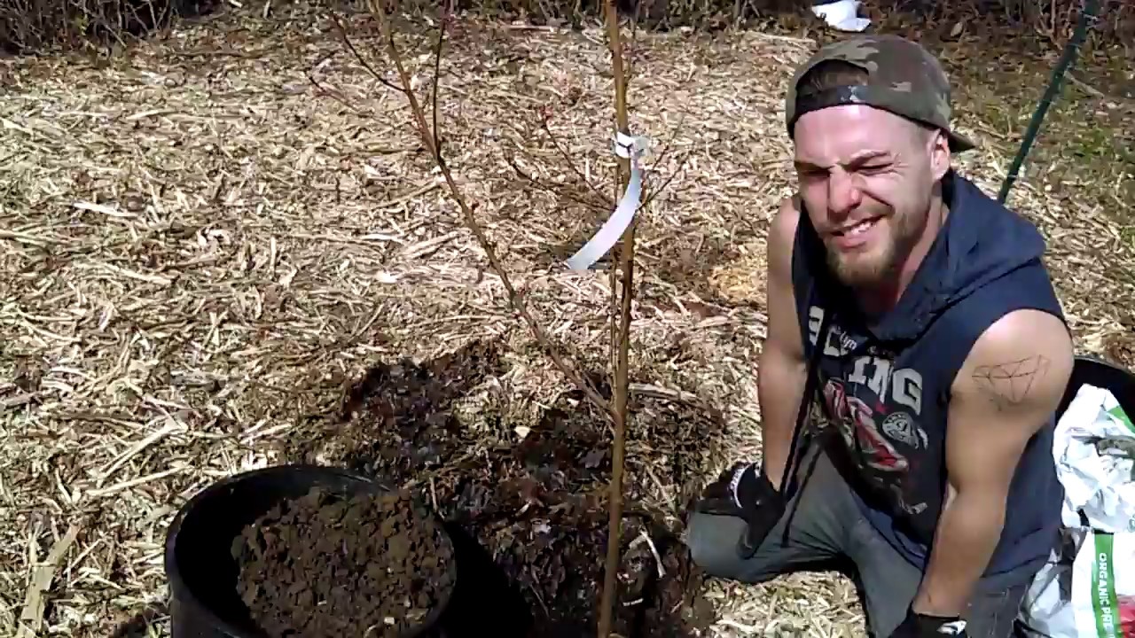 Planting My Red Haven Peach Tree Food Forest YouTube
