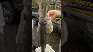 Understanding bass growth