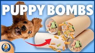 DIY Puppy Bombs Easy Affordable Enrichment Toy for Puppies