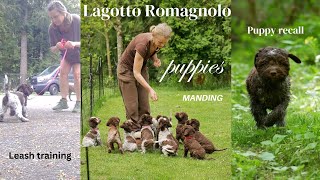 Training Lagotto puppies