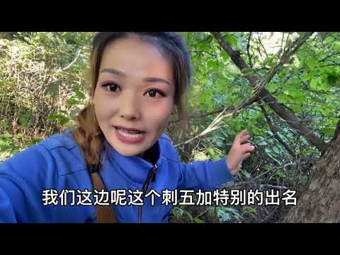 刺五加全身都是寶！朋友們有知道的嗎？