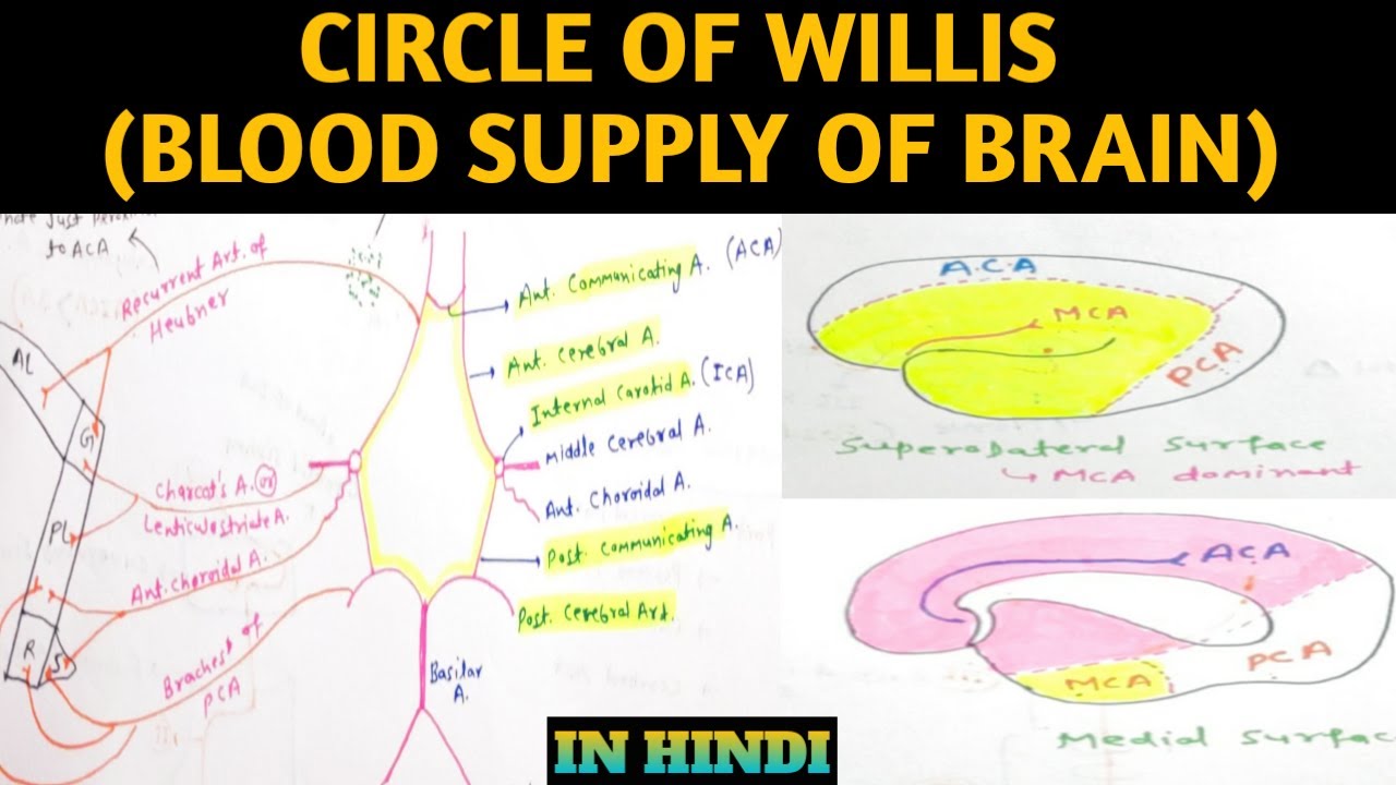 Blood supply of brain in hindi | Circle of willis in hindi - YouTube