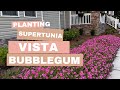 Planting an Epic Display of Supertunia Vista Bubblegums I Countertop Reveal! 🌸