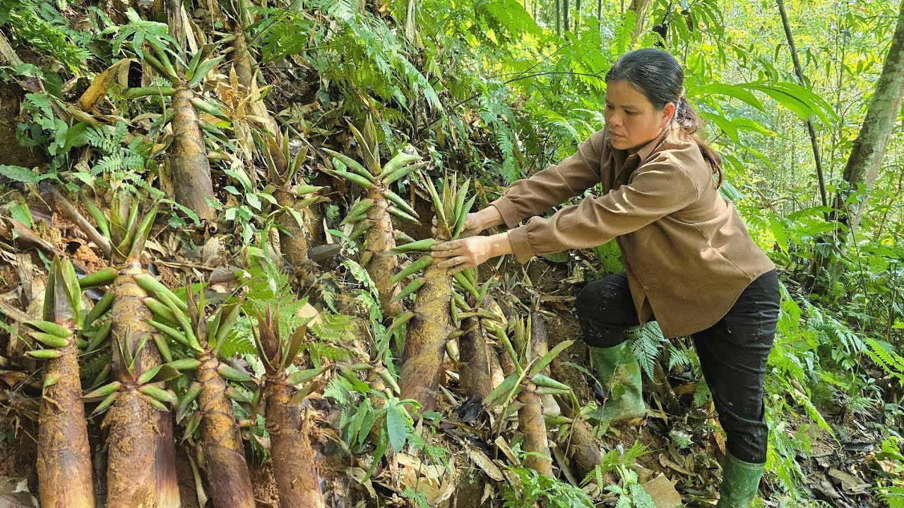 Harvesting bamboo shoots Go to market sell , cooking/Triệu Ghển