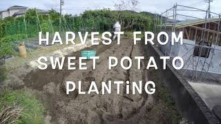 Harvest from sweet potato planting