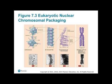 BIOL 2420 Eastfield Chapter 7
