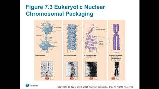BIOL 2420 Eastfield Chapter 7