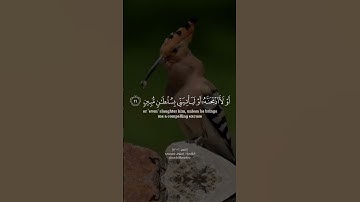 سورة النمل القارئ إسلام صبحي 🤍