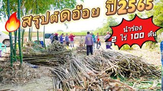 🔥ผ่านไหมสรุป? ตัดอ้อยผู้จัดการมัน! ปี2565 ปลูกอ้อย 2ไร่ 100 ตัน | ปลูกอ้อยขอนแก่น 3