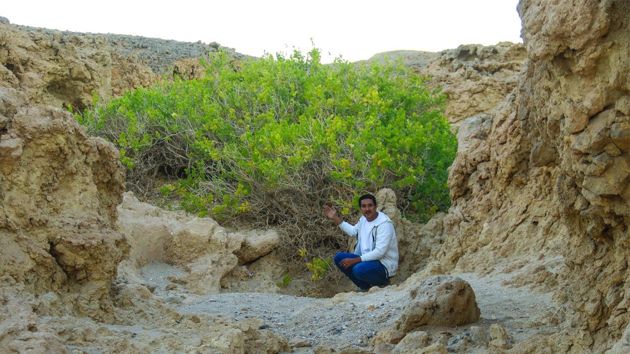 اعظم شجرة خلقت على وجه الأرض منذ نشأة الخليقة🌿الوحيدة فى العالم لا تنمو فى اى مكان