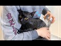 黒猫君がイタズラ真っ盛りでお風呂に入るハメになりました【4K猫動画】