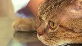 Празител суспензия для кошек и собак. Инструкция по применению - YouTube