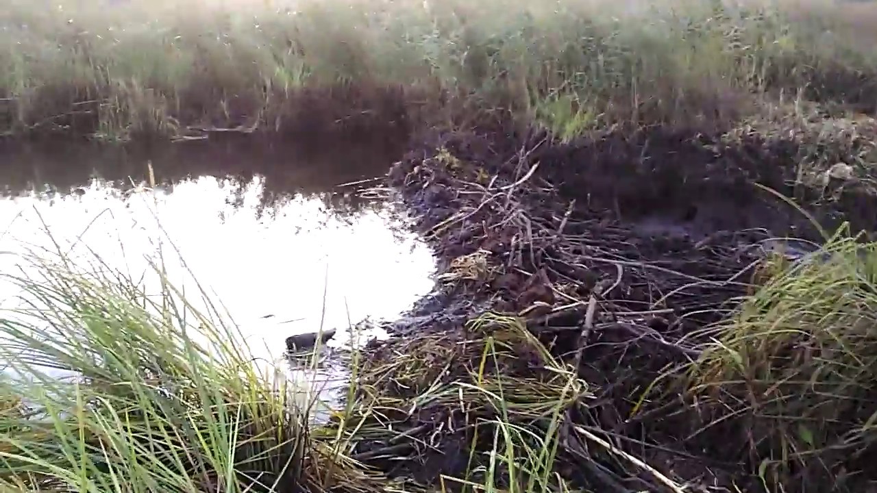 Люди перегородили реку большой