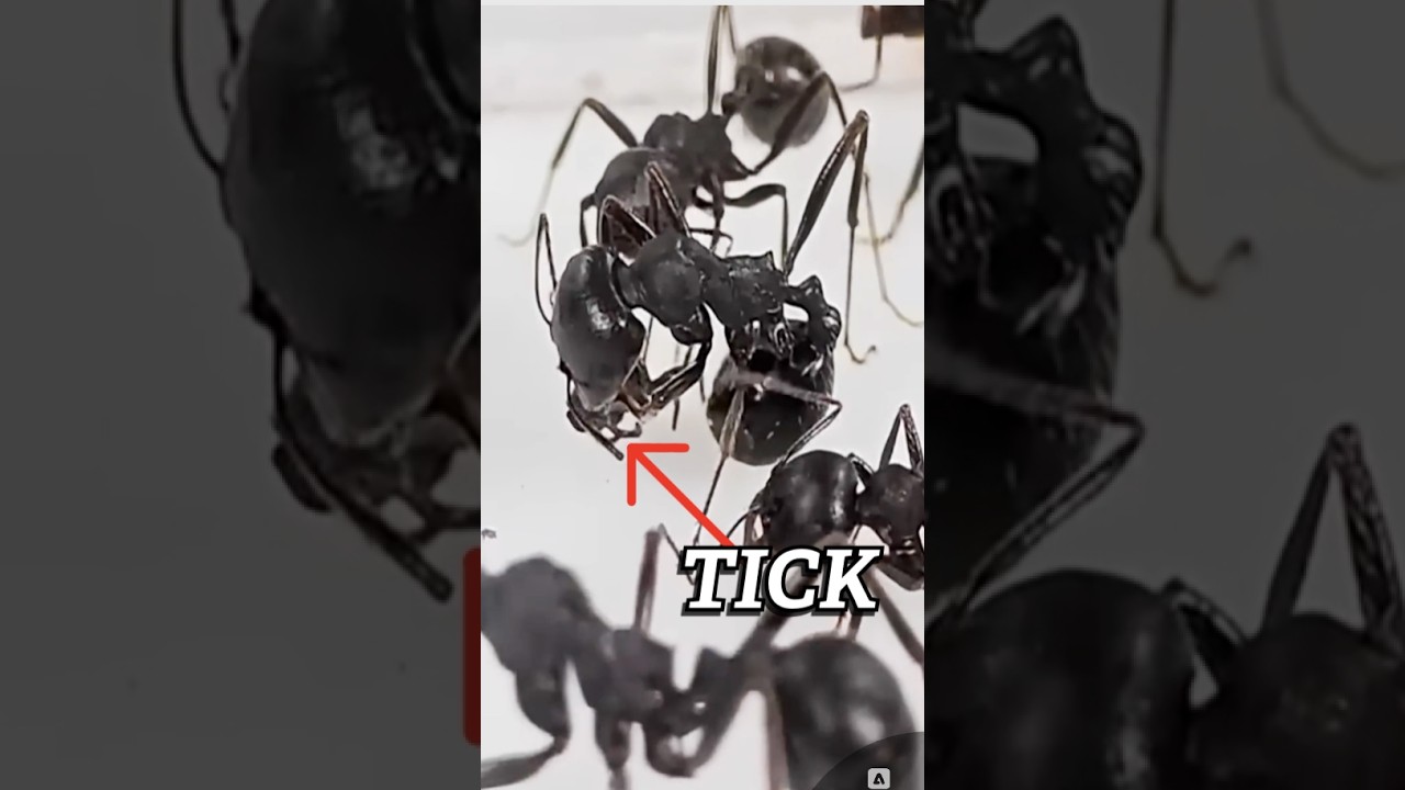 Ants V.S. Ticks!