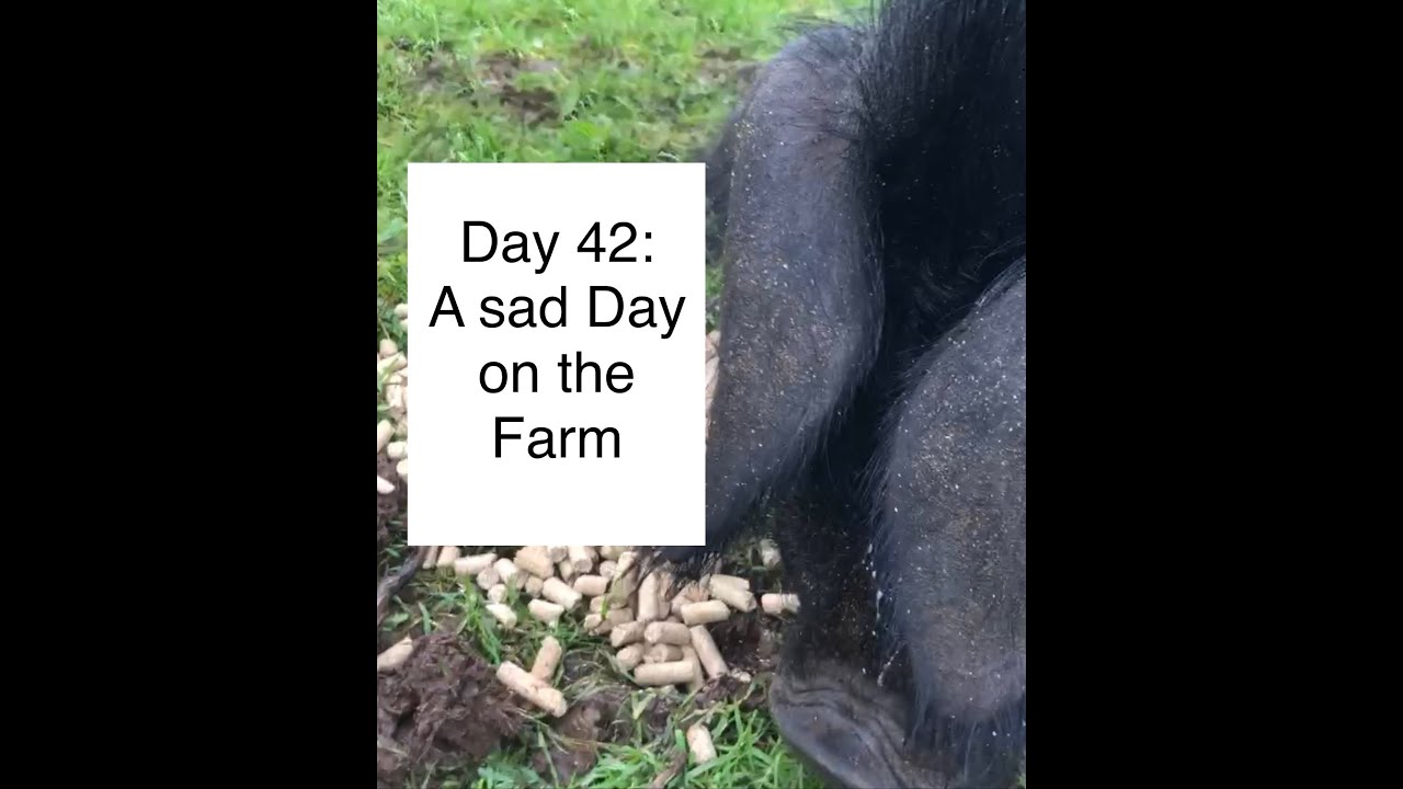 Day 42: A Sad Day on the Farm - YouTube