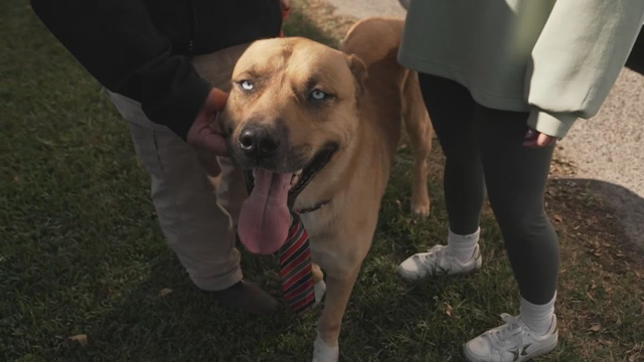 Pet adoption events for the new year at Fort Bend County Animal Services