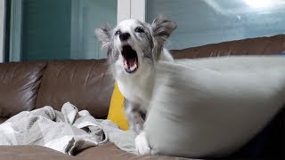 원하는대로 해달라고 짜증내는 보더콜리 강아지 거의 명령함.. Angry Dog Border Collie Reaction.(just cute.)