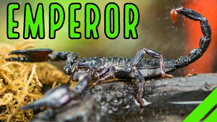 How To Care For The Emperor Scorpion Pandinus imperator