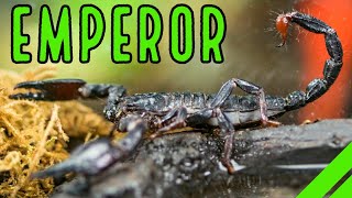 How To Care For The Emperor Scorpion Pandinus imperator