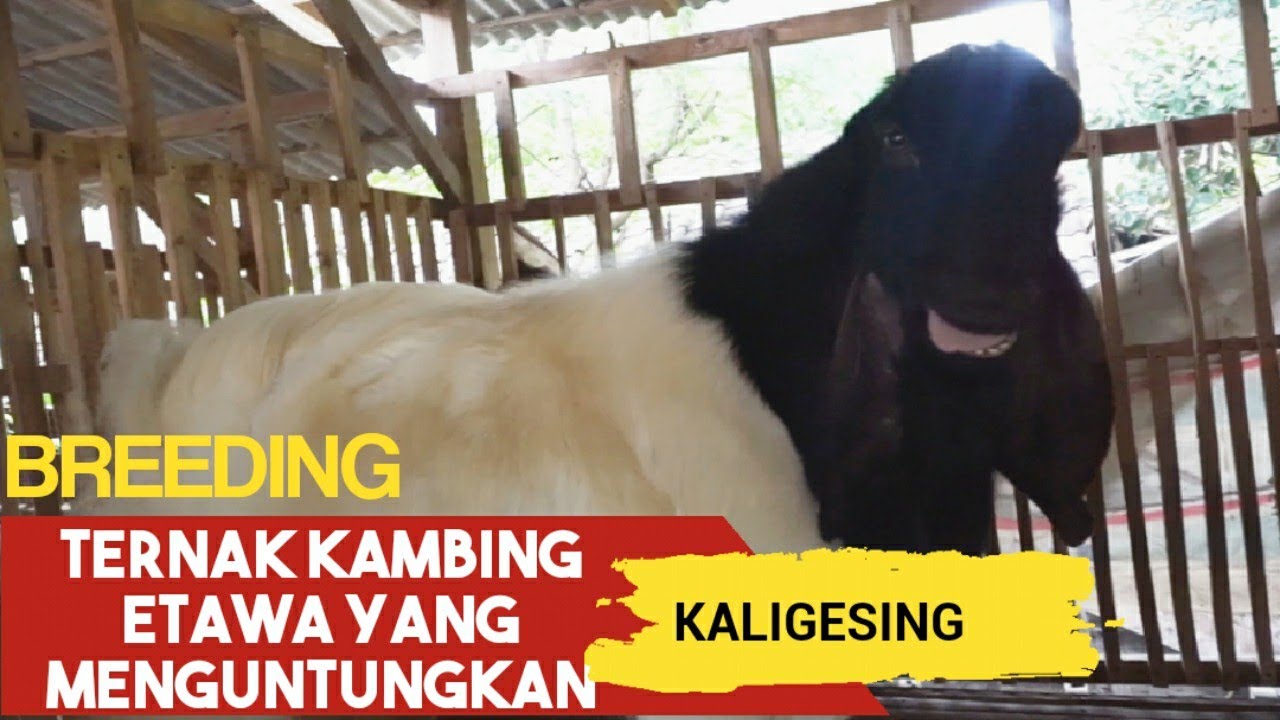 Ternak Kambing Etawa Peluang Usaha Yang Sangat Menguntungkan