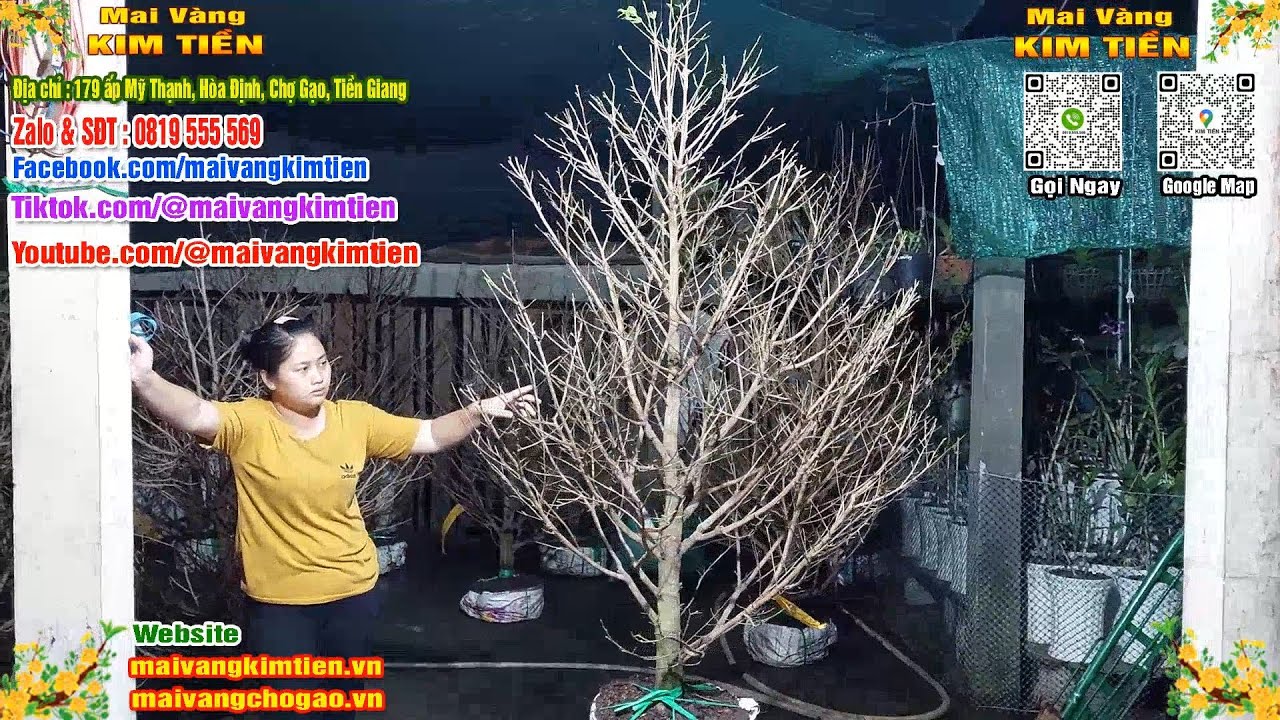 Mai Vàng Nhiều Nụ Đón Tết Bao Ship Toàn Quốc Giá Rẻ - Mai Vàng Kim Tiền Chợ Gạo