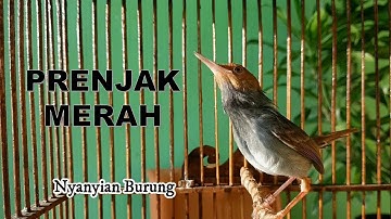 PANCINGAN prenjak Merah , belum 1 Menit dijamin NYAUT seketika
