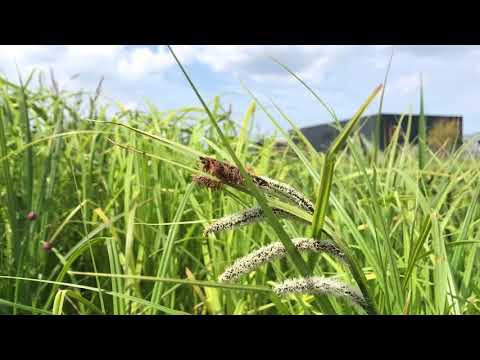 Video: Scherpe zegge: beschrijving, habitat, foto