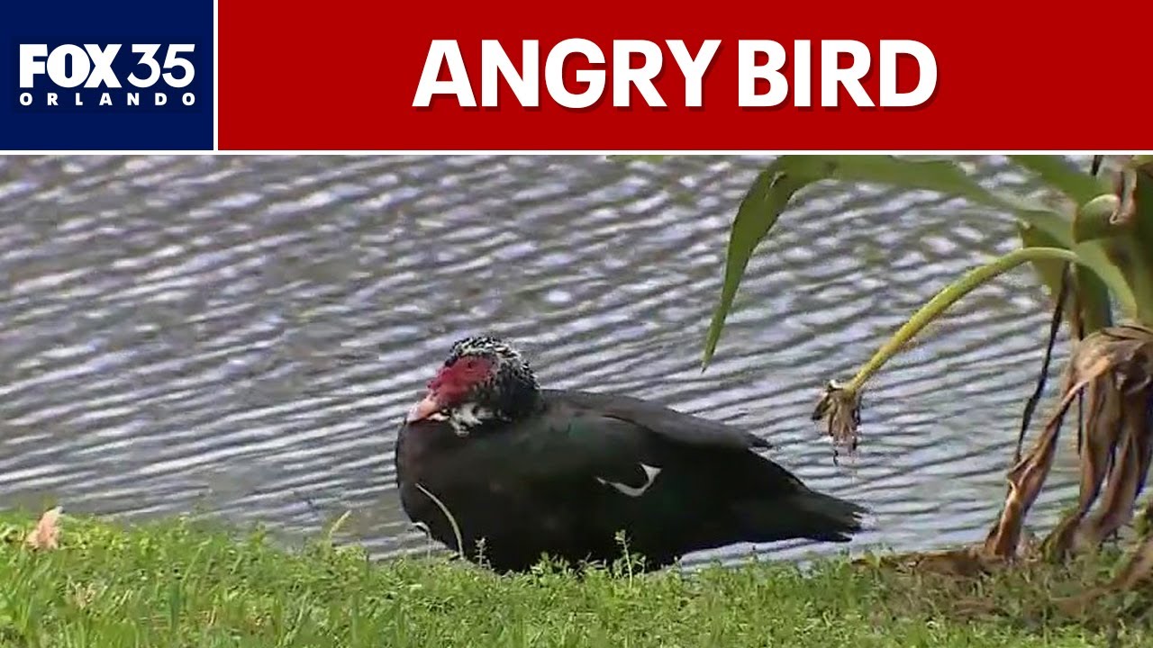 Aggressive duck leaves Florida neighbors on edge