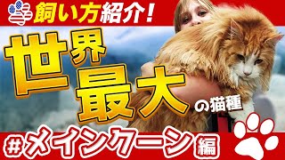 【超デカいけど飼いやすい!?】世界最大の猫種!!メインクーンの魅力紹介#12,飼育時の注意点や病気、寿命も解説します。