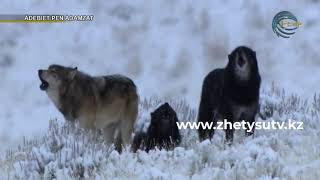 видео: Әдебиет пен адамзат - Джек Лондон картинка: Әдебиет пен адамзат - Джек Лондон