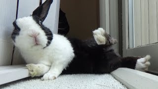 Rabbit gets stuck then attacks in fit of rage