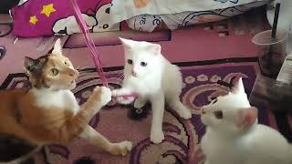 kucing kucing asik main tali by keluarga kucing bahagia 222 views 2 weeks ago 5 minutes, 13 seconds