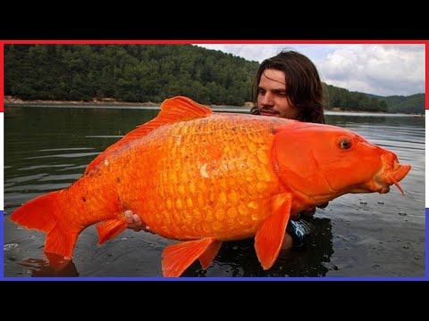 Video: Wat is die grootste goudvis ooit?
