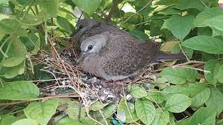 Dove #birds #dove #baby