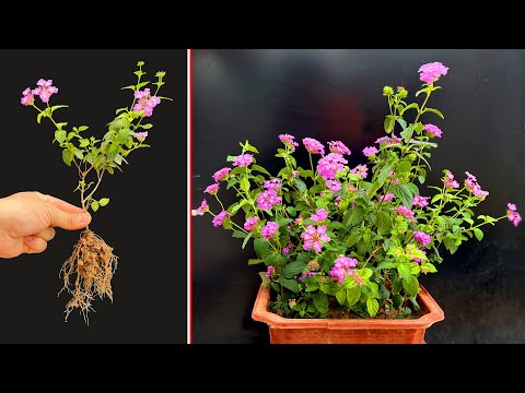 Video: Tôi có nên cắm hoa Lantana ở đầu không - Khi nào và làm thế nào để cắm hoa Lantana ở đầu