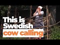 How Swedish cow calling is getting a second wind