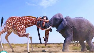 Animals That Messed With The Wrong Opponent !