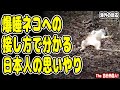 海外の反応「欧米なら絶対イタズラされるよ！」公園で豪快に眠るネコを温かく見守る日本人に世界が感激！