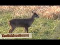 Whitetail Buck vs 12 Gauge Shotgun Whitetail Buck vs 12 Gauge Shotgun