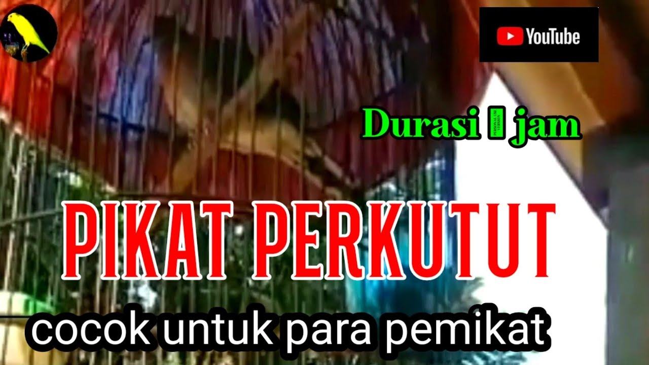 Pikat perkutut lokal terbaru, cocok untuk para pemikat dan pancingan ampuh. @nangkringangin
