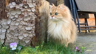 Smoothie's First Time Outside