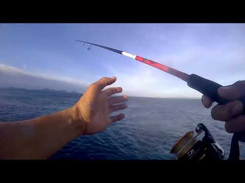 DOG TOOTH TUNA