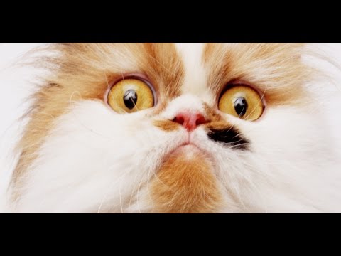 Komik Kedi Videosu -  90 saniye - Ekstra
