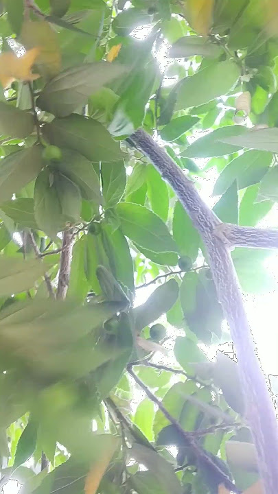 Cara terbaik mengkonsumsi buah kersem atau talok #buahunik #aktivitasoutdoor